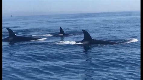 Pod Of Killer Whales Seen Off The Coast Of Oceanside