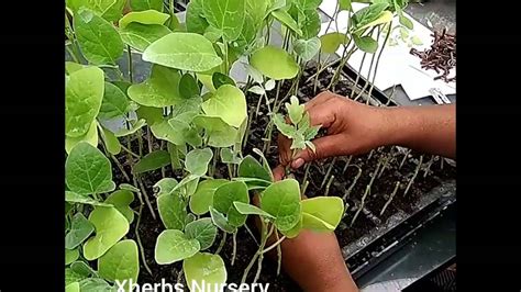 When tomato bush produces the first fruits of tomatoes, it is necessary to fertilize. Grafting tomato seedlings in eggplant - YouTube