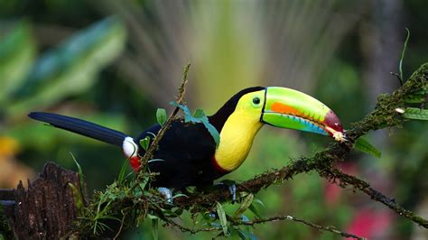 Turtles And Toucans Worldstrides
