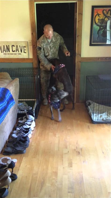 Soldier Reunites With Dogs After Deployment To Afghanistan Welcome