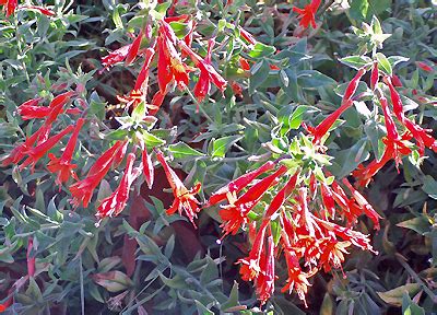 Ruby throated hummingbird distribution migration and. Hummingbird Flowers Pacific Northwest