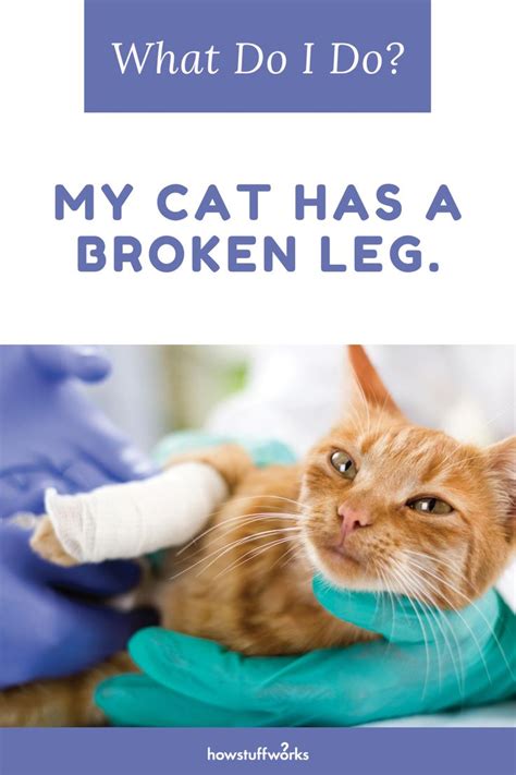 Cats that are engaged in a real fight will have their hair standing on end. How to Treat a Cat That has a Broken Leg | Broken leg ...