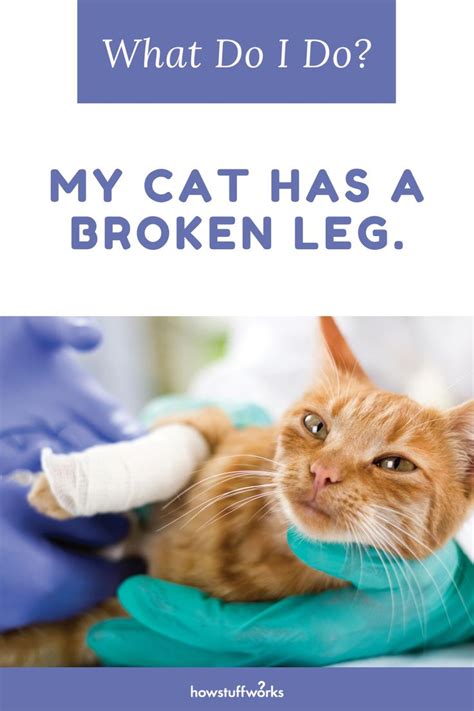 Why does my cat have uti? How to Treat a Cat That has a Broken Leg | Broken leg ...