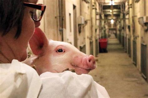 New Ontario law seeks to protect farmers from animal rights activists