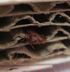 Cimex lectularius, the common bed bug, is the best known, as it prefers to feed on human blood. Thermal Heat Treatment Will Kill Bed Bugs And Their Eggs ...