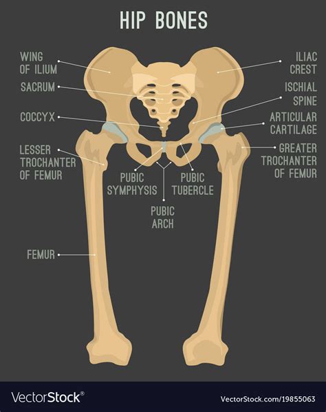 Human Hip Bones Royalty Free Vector Image Vectorstock
