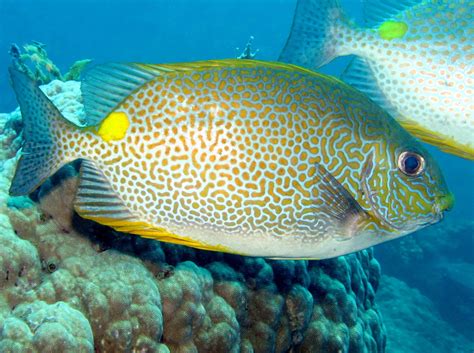 Cool Critters — Orange Spotted Spinefoot Siganus Guttatus The