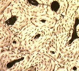 It's easy to look at these and think of bones as dry, dead sticks in your body, but this couldn't be further from the truth. Chapter 6 Notes