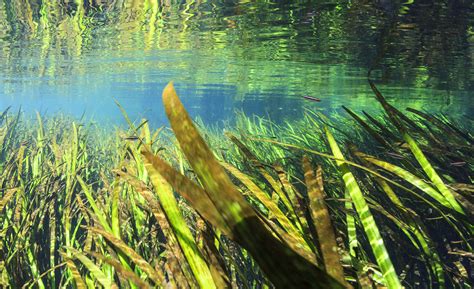 Registered charity in england and wales no. Seagrass habitats throughout Biscayne Bay are in trouble ...
