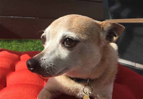 Updated Chihuahua Breed Of The Week Urban Dog