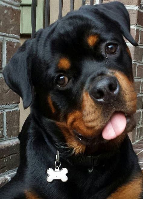 17 Best Images About Rotties On Pinterest Baby
