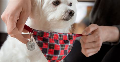 Vous allez accueillir un nouveau compagnon au sein du foyer. Comment trouver un nom en P pour un chien en 2019