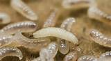 Images of Maggots Vs Termite Larvae