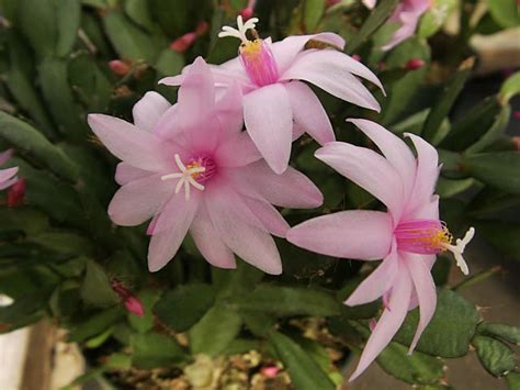 Although easter cactus is usually grown indoors, it is suitable for growing outdoors in the warm climates of u.s. Easter Cactus, How to grow and care for Spring Cactus and ...