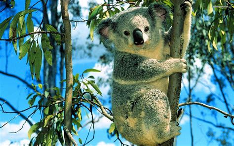 Koala Wallpapers Wallpaper Cave