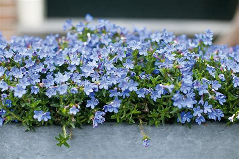 Kertünk ékei: a legszebb kék színű virágok - Lakáskultúra magazin