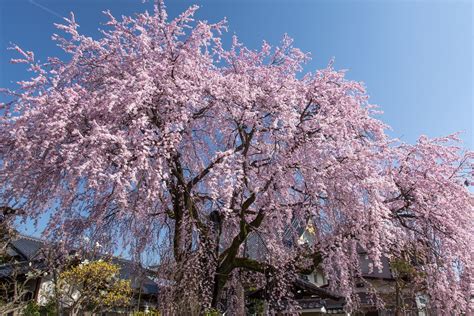 Travel Japan See Cherry Trees With Samurai Origins At Naganos Ina