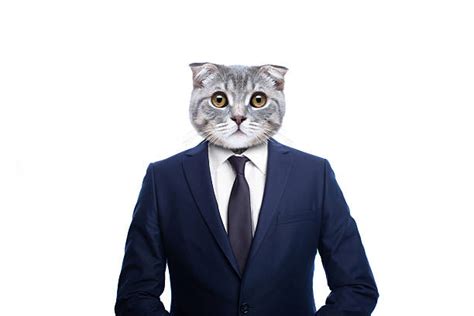 Kitten In A Suit Pictures Stock Photos Pictures And Royalty Free Images
