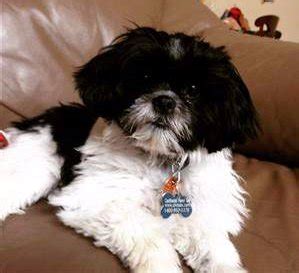 If you’re looking for even more dog names be sure to check out our list of 500 old fashioned dog names, 500 popular male dog names & 500 popular female dog names. Black and White Shih Tzu - Shih Tzu Daily