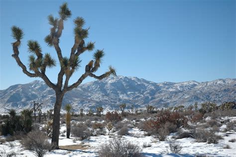 Winter 04 In Joshua Tree Free Photo Download Freeimages