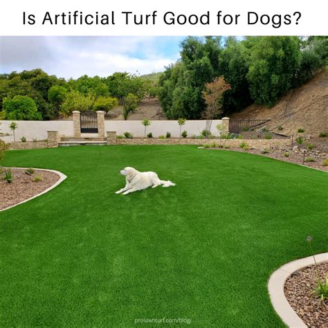 We have the tools you need to get it done yourself, or a team to install for you. ProLawn Turf | Is Artificial Turf Good for Dogs? - ProLawn ...