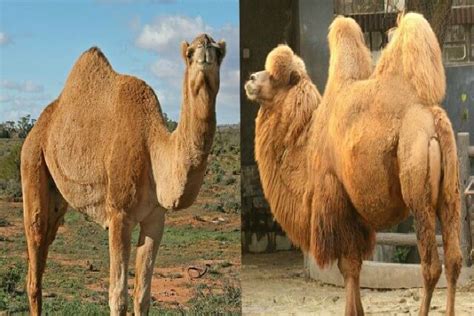 Diferencias Entre Camellos Y Dromedarios