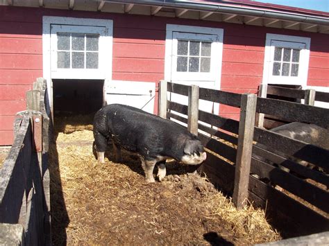 Pig Barn Layout