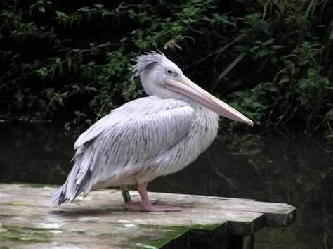 There are more than half a dozen species of pelicans, but all of them have the famous throat pouch for which the birds are best known. Pelicans - Birdland Park & Gardens
