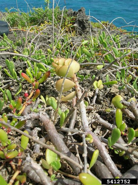 Removing purslane from the garden is not the. native yellow purslane, Portulaca lutea (Caryophyllales ...