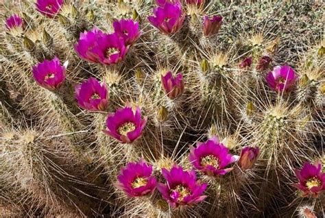 Scarlet hedgehog cactus is in the cactus family (cactaceae), which is a group of about 350 species. 30+ Indigenous Desert Plants That Can Grow in Harsh ...