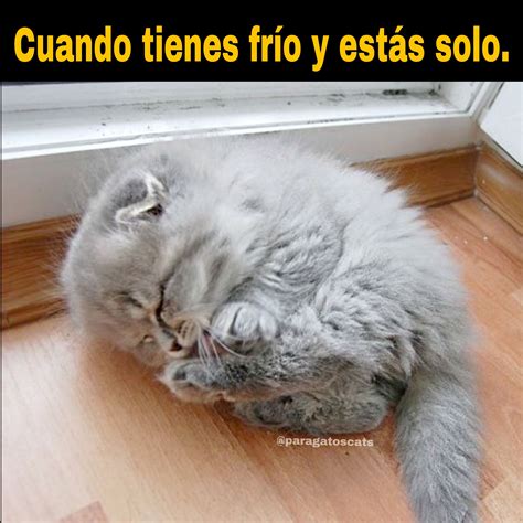 Memes En Español Memes Divertidos Memes De Gatos Memes