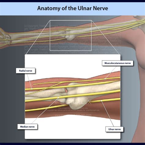 Anatomy Of The Ulnar Nerve Trialexhibits Inc Images And Photos Finder