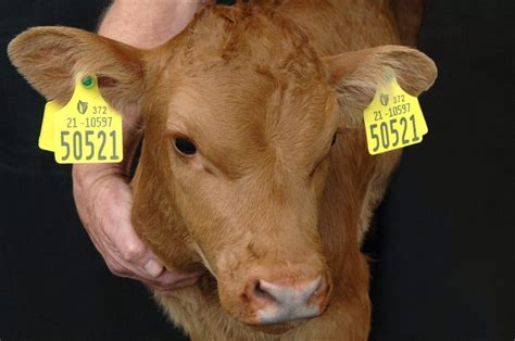 Ear Tag For Cattle Large Livestock Hts Farms