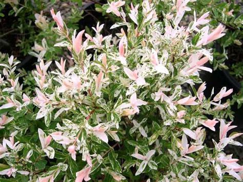 If you're captivated by the willowy aesthetic but are in the majority of brits whose garden is far too small to accommodate one, then it's time to get yourself acquainted with salix integra. Salix integra 'Hakuro-nishiki'. A foliage shrub with green ...