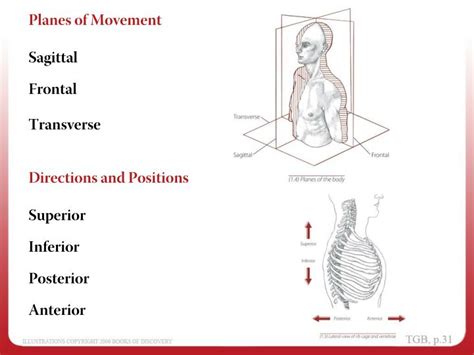 Ppt Anatomical Position Powerpoint Presentation Id2986951