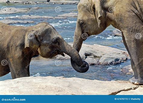 Elephant Kissing Represents Love Stock Photo Image Of Body Lanka