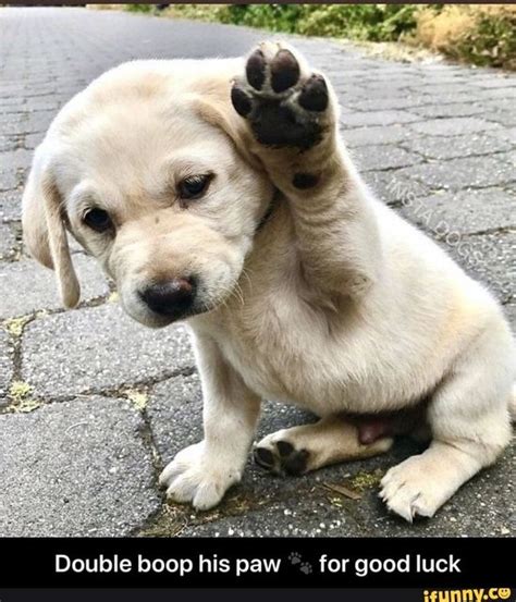The Best 17 Good Luck Meme Dog Misosruesz