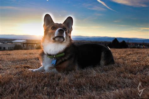 To furnish guidelines for breeders who wish to the cardigan is one of two welsh corgi breeds, the other being the pembroke. Pin by Lulu Wilson on Corgis | Corgi, Corgi puppy funny ...