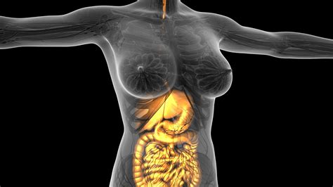 About 0% of these are medical science. science anatomy of woman body with glow digestive system in white. alpha channel Motion ...