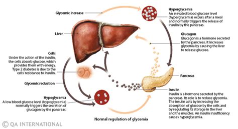 Previous studies have shown severe insulin secretory deficiency during the acute ketotic phase of kpd while during remission the insulin response to intravenous glucose clearly improves but remains lower than in healthy control subjects (4,8).in the study reported here by choukem et al. Use Of Glucagon And Ketogenic Hypoglycemia : Insulin and ...