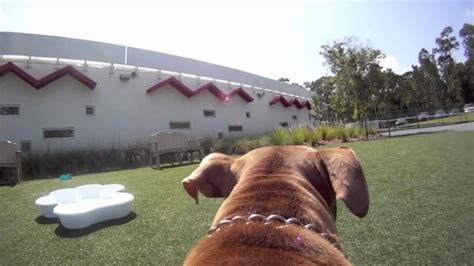 Lake buena vista, fl 32830. BEST FRIENDS KENNEL DISNEY WORLD FROM A DOGS VIEW - YouTube