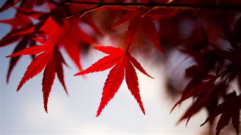 Download Wallpaper 3840x2160 Leaves Maple Branch Autumn Blur 4k Uhd