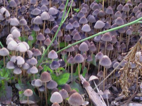 These Have To Be Magic Mushrooms Help Me Please Mushroom Hunting