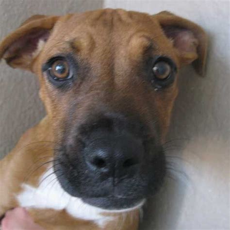 San diego animal welfare coalition statistics. 10 best images about WISH I COULD MAKE A DIFFERENCE!!! on ...
