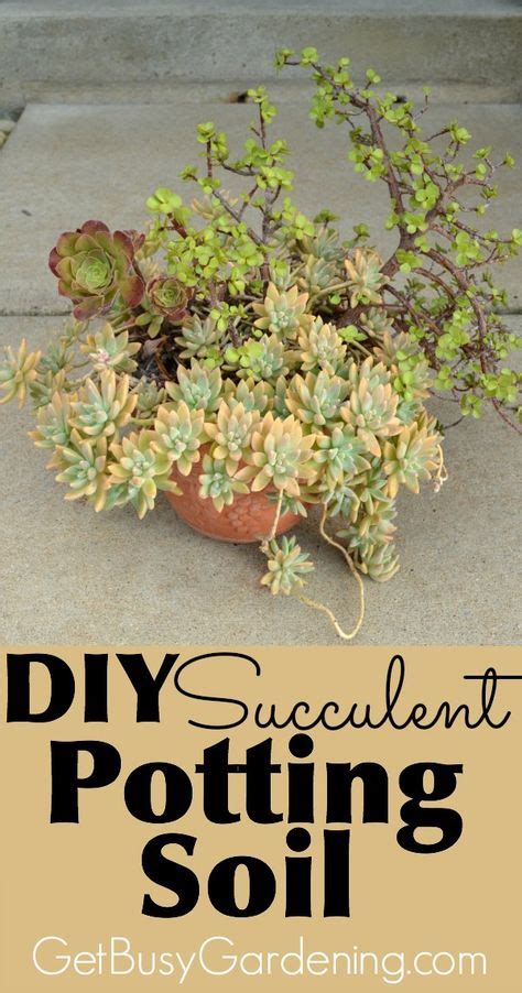 I suggest taking it out of the aerated cactus soil is superior in that it is more congenial for plants to take up root. 150 best images about GARDEN - SUCCULENTS on Pinterest ...