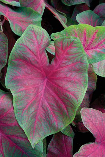 This beautiful azalea flower bush brings cheer to your home. Plant Palette: Caladiums | Garden Design