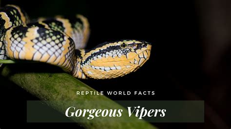 10 Absolutely Breathtaking Vipers Reptileworldfacts