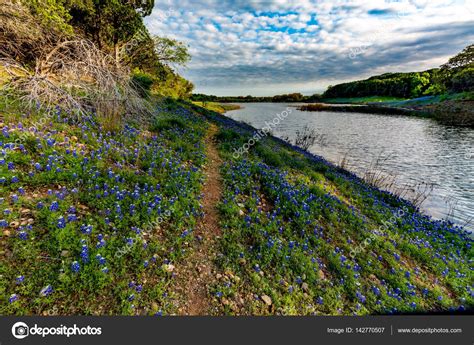 Texas Bluebonnets At Muleshoe Bend In Texas Stock Photo By