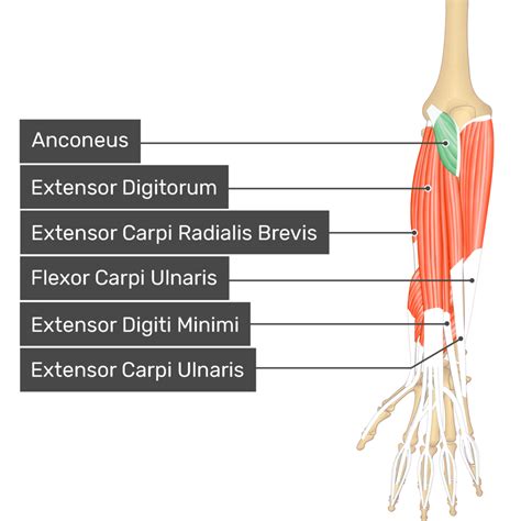 Anconeus Muscle Attachments Action And Innervation Getbodysmart