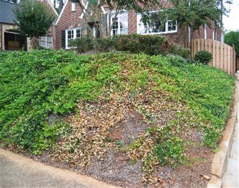 How to revive a dying ivy plant english is and i don t know why leaves droopy falling spring diy replant your houseplants forum rescue ask question s are turning yellow hedera helix guide our nurse back indoor. English Ivy - Dying | Walter Reeves: The Georgia Gardener